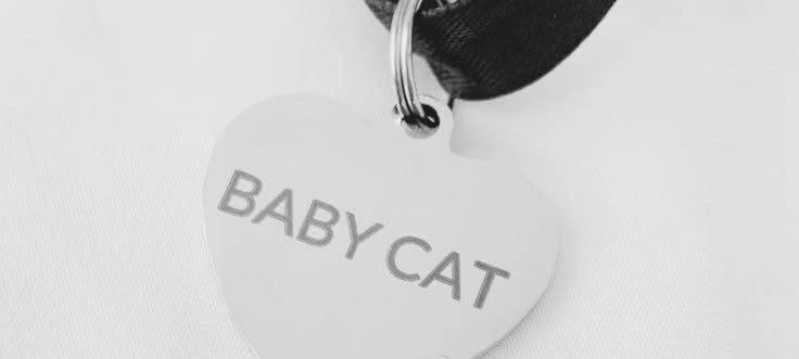 baby cat
